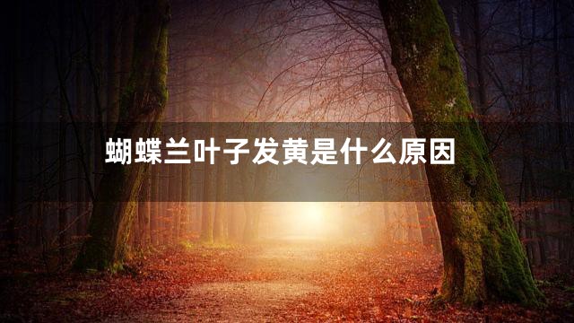 蝴蝶兰叶子发黄是什么原因