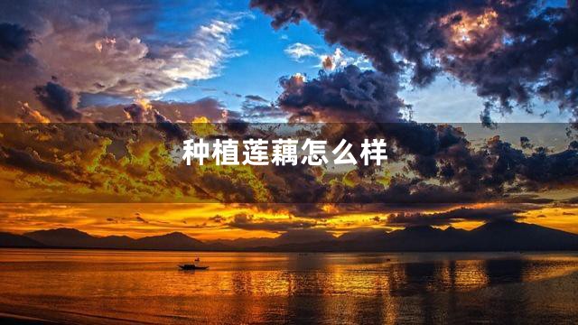 种植莲藕怎么样