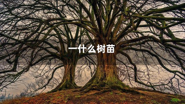 一什么树苗