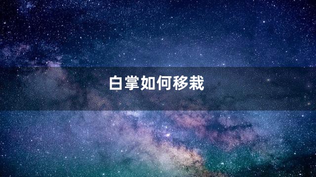 白掌如何移栽