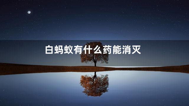 白蚂蚁有什么药能消灭