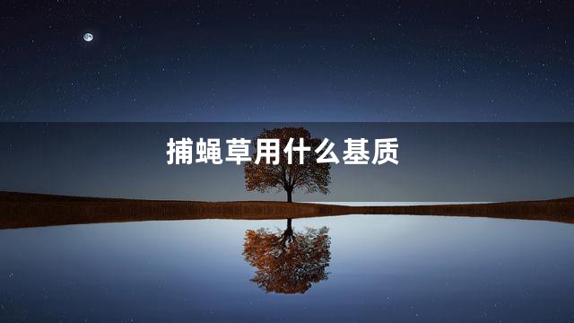 捕蝇草用什么基质