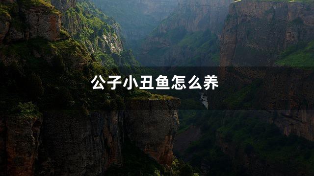 公子小丑鱼怎么养