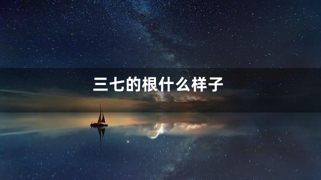 三七的根什么样子