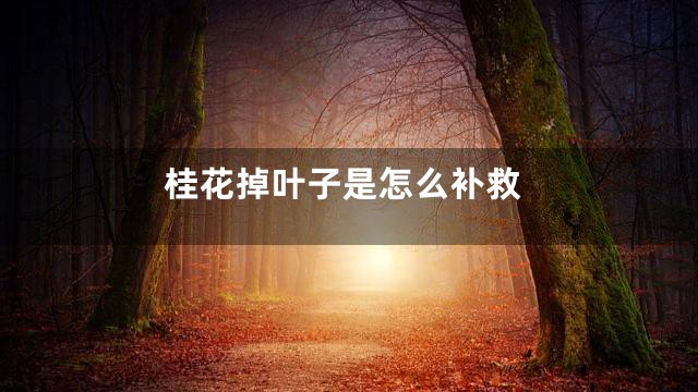 桂花掉叶子是怎么补救