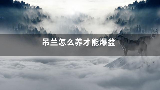 吊兰怎么养才能爆盆