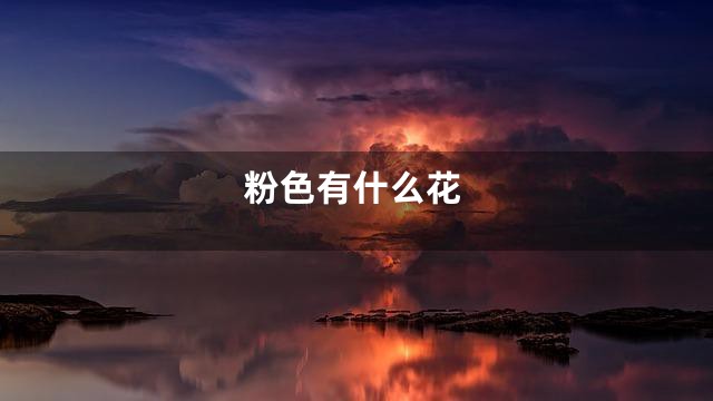粉色有什么花