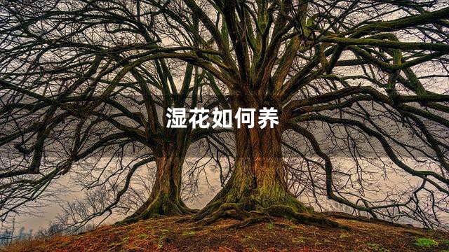 湿花如何养