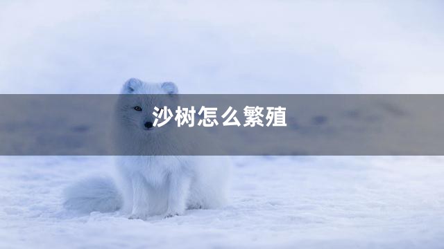 沙树怎么繁殖