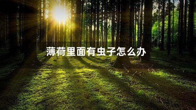 薄荷里面有虫子怎么办