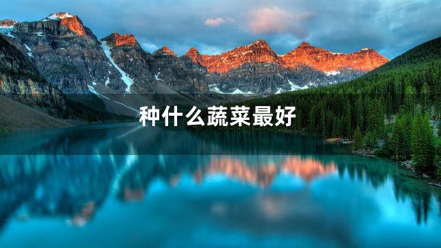 种什么蔬菜最好