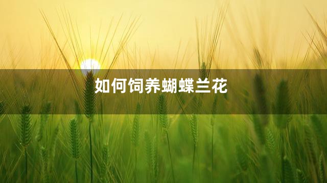 如何饲养蝴蝶兰花