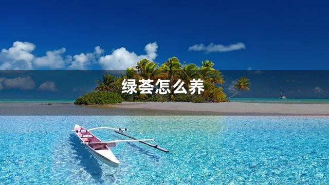 绿荟怎么养