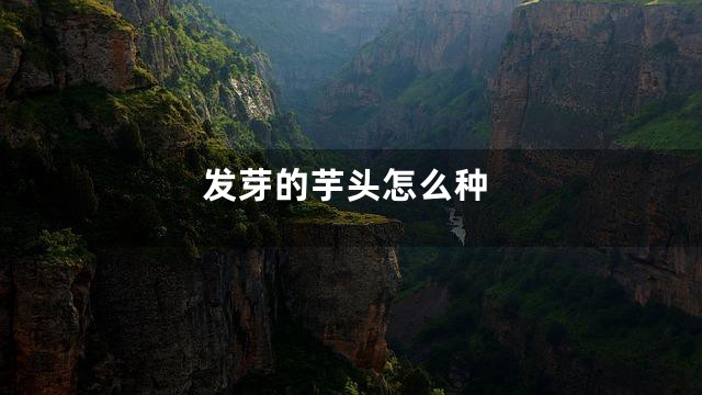 发芽的芋头怎么种