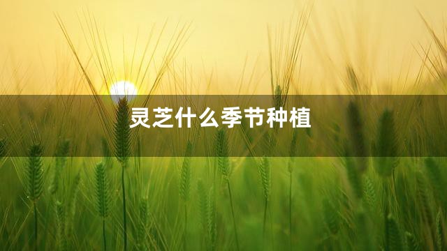 灵芝什么季节种植