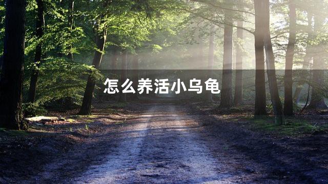 怎么养活小乌龟