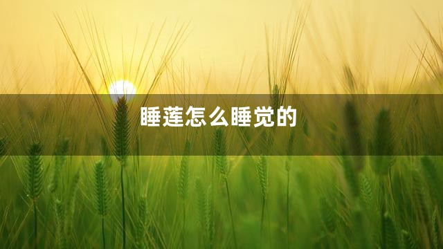 睡莲怎么睡觉的