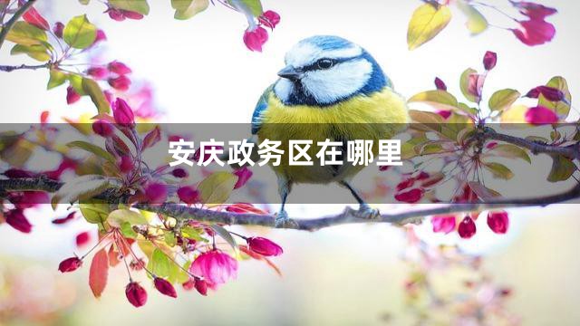 安庆政务区在哪里