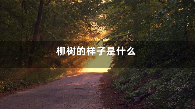柳树的样子是什么