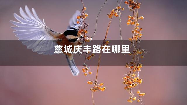 慈城庆丰路在哪里