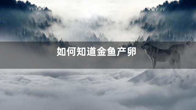 如何知道金鱼产卵