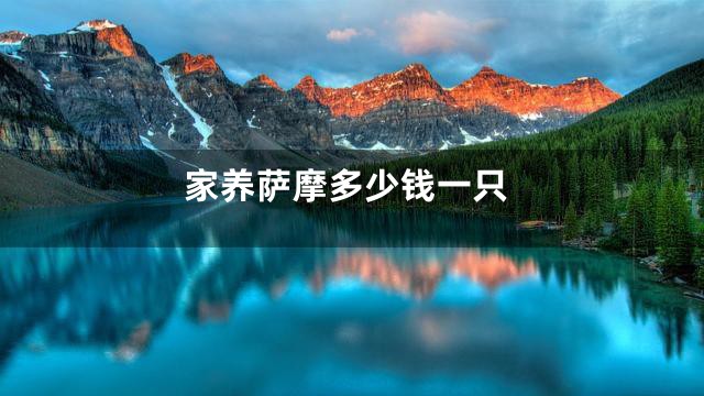 家养萨摩多少钱一只