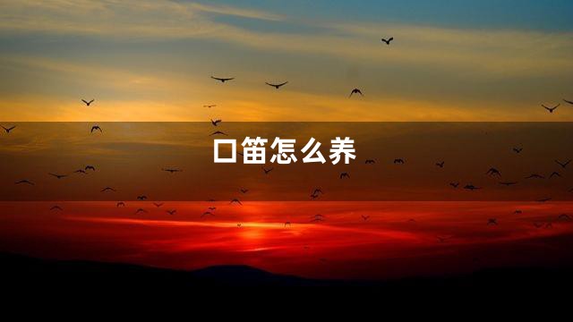 口笛怎么养