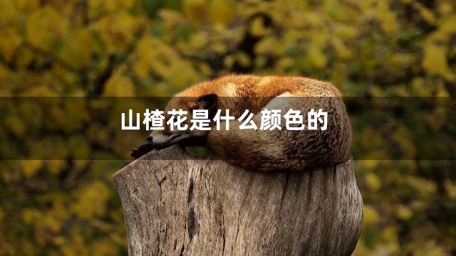 山楂花是什么颜色的