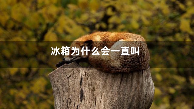 冰箱为什么会一直叫