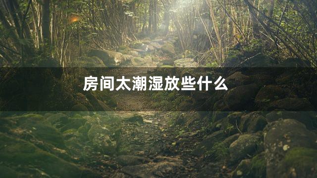 房间太潮湿放些什么