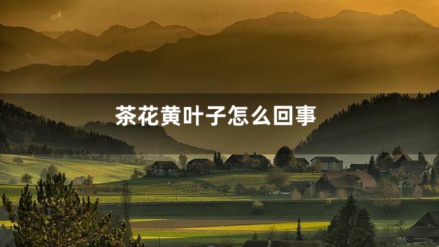 茶花黄叶子怎么回事