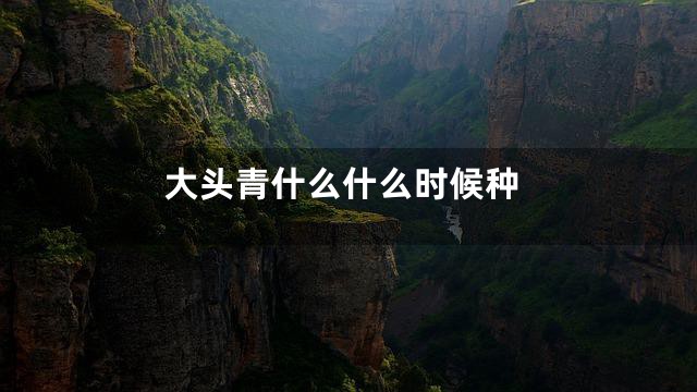 大头青什么什么时候种
