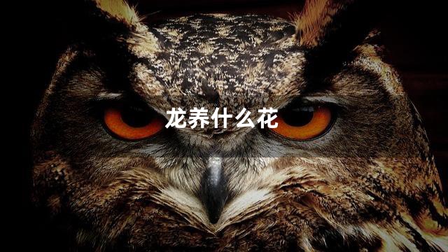 龙养什么花