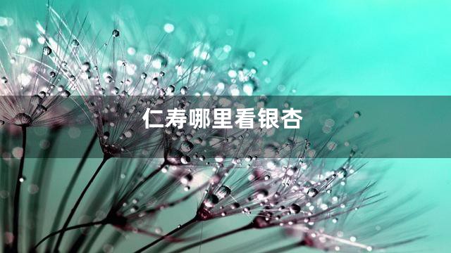 仁寿哪里看银杏