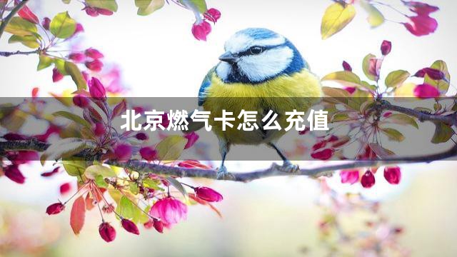 北京燃气卡怎么充值