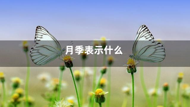 月季表示什么