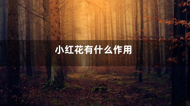 小红花有什么作用