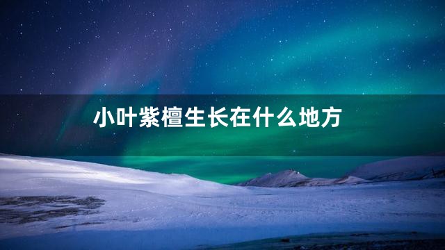 小叶紫檀生长在什么地方