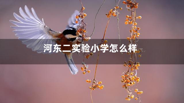 河东二实验小学怎么样
