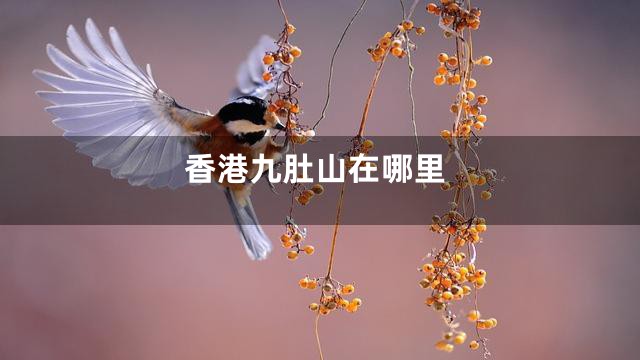 香港九肚山在哪里
