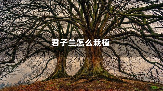 君子兰怎么栽植