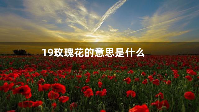 19玫瑰花的意思是什么