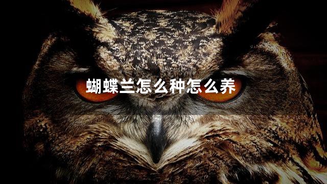 蝴蝶兰怎么种怎么养