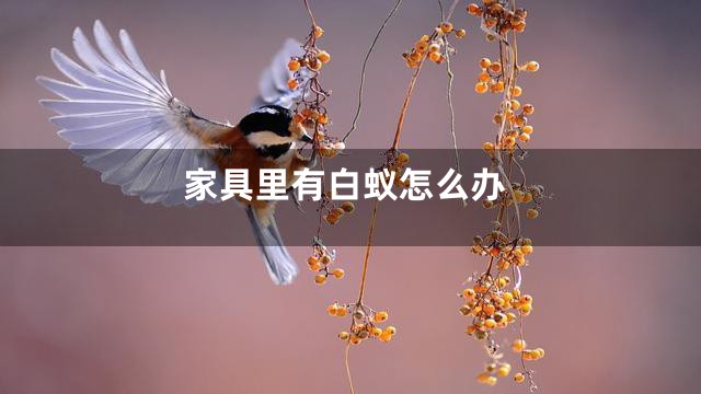 家具里有白蚁怎么办