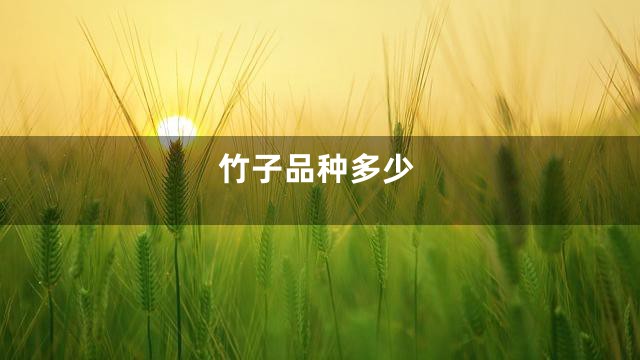 竹子品种多少