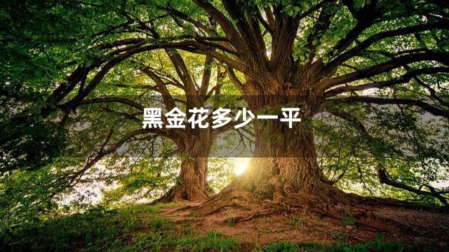 黑金花多少一平
