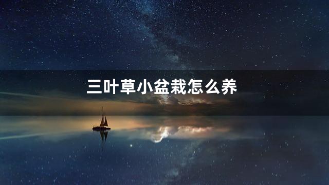 三叶草小盆栽怎么养