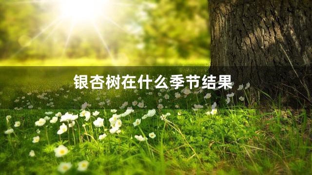 银杏树在什么季节结果
