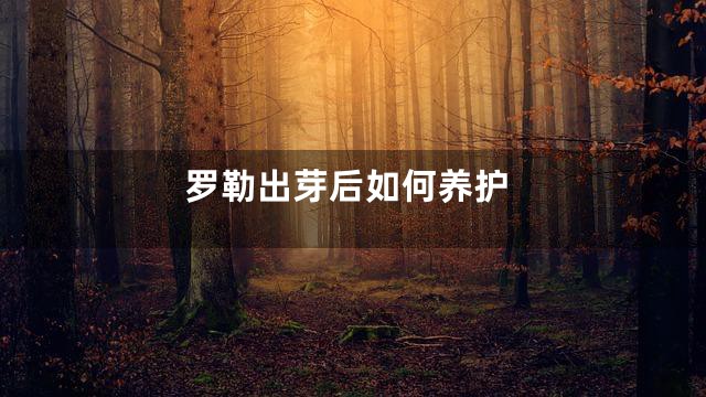 罗勒出芽后如何养护