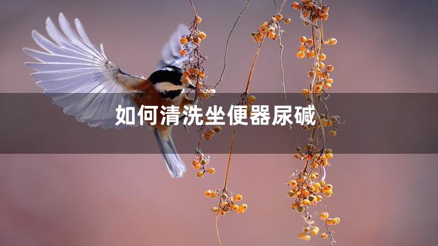 如何清洗坐便器尿碱